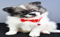 Pomeranian dogs for sale: Sanford - Image 3