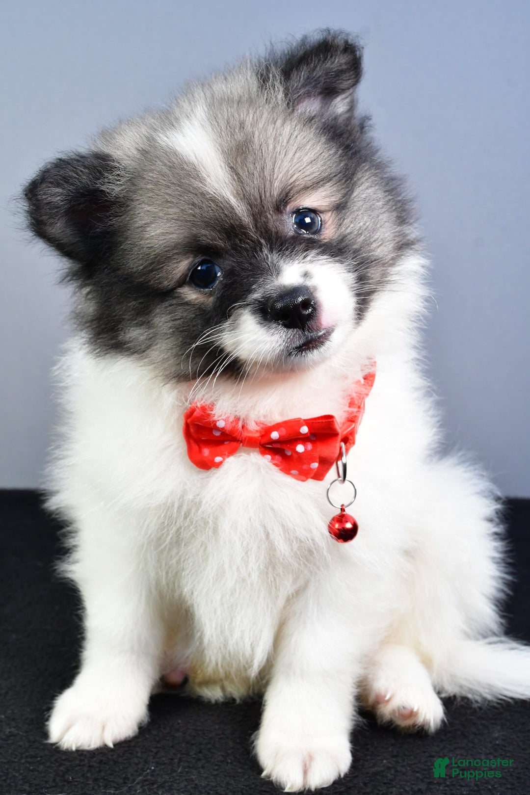 Pomeranian dogs for sale: Sanford - Image 3