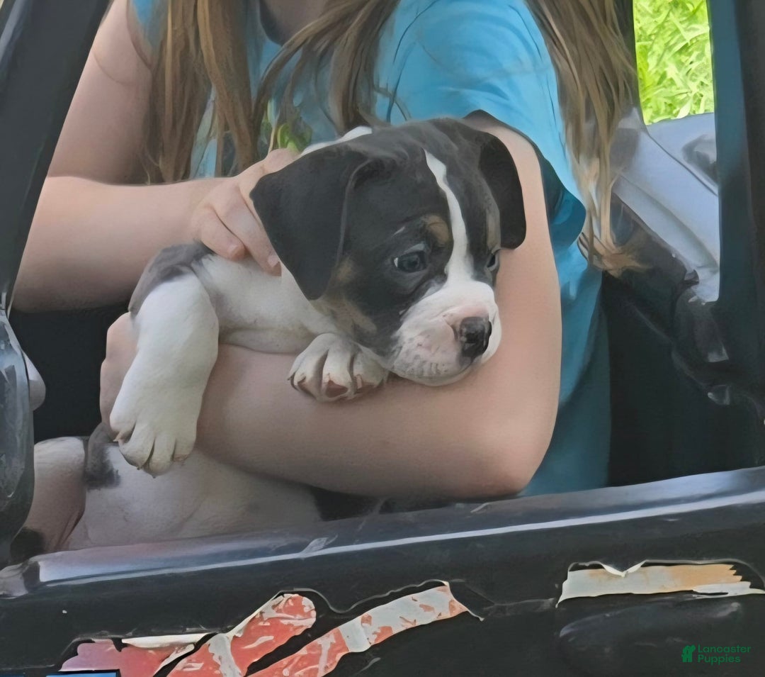 Olde English Bulldogge dogs for sale: Penny - Image 2