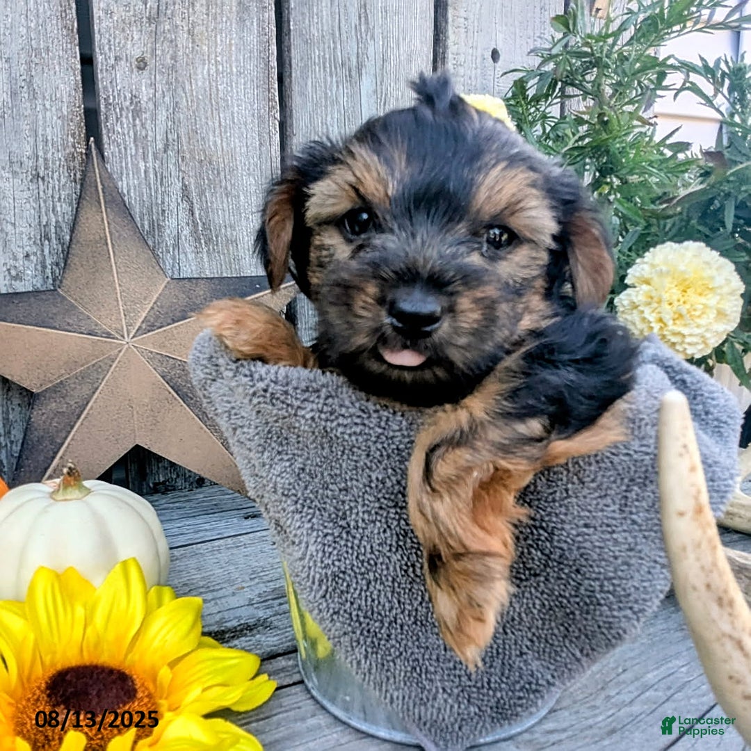 Yorkshire Terrier dogs for sale: Cody - Image 2
