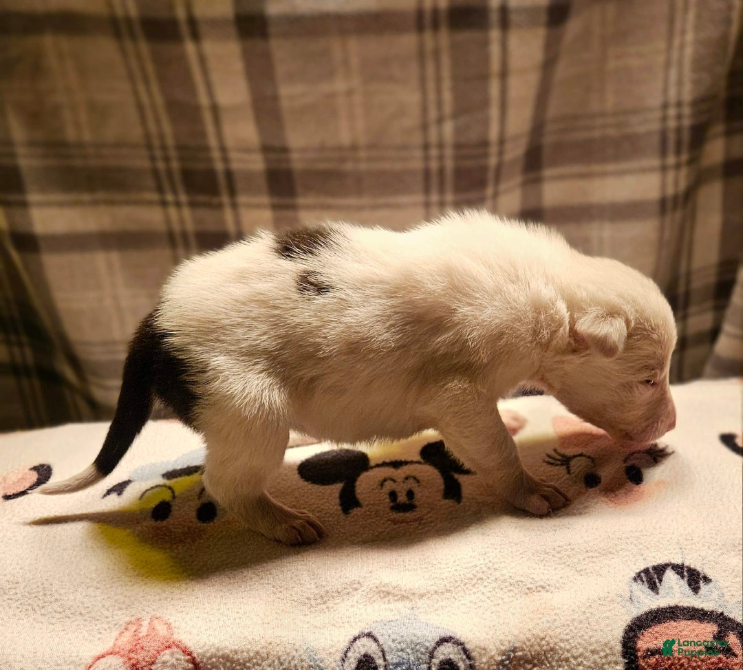 Border Collie dogs for sale: Bambi - Image 8