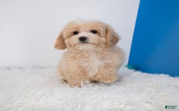 Maltipoo dogs for sale: Luciana - Image 4