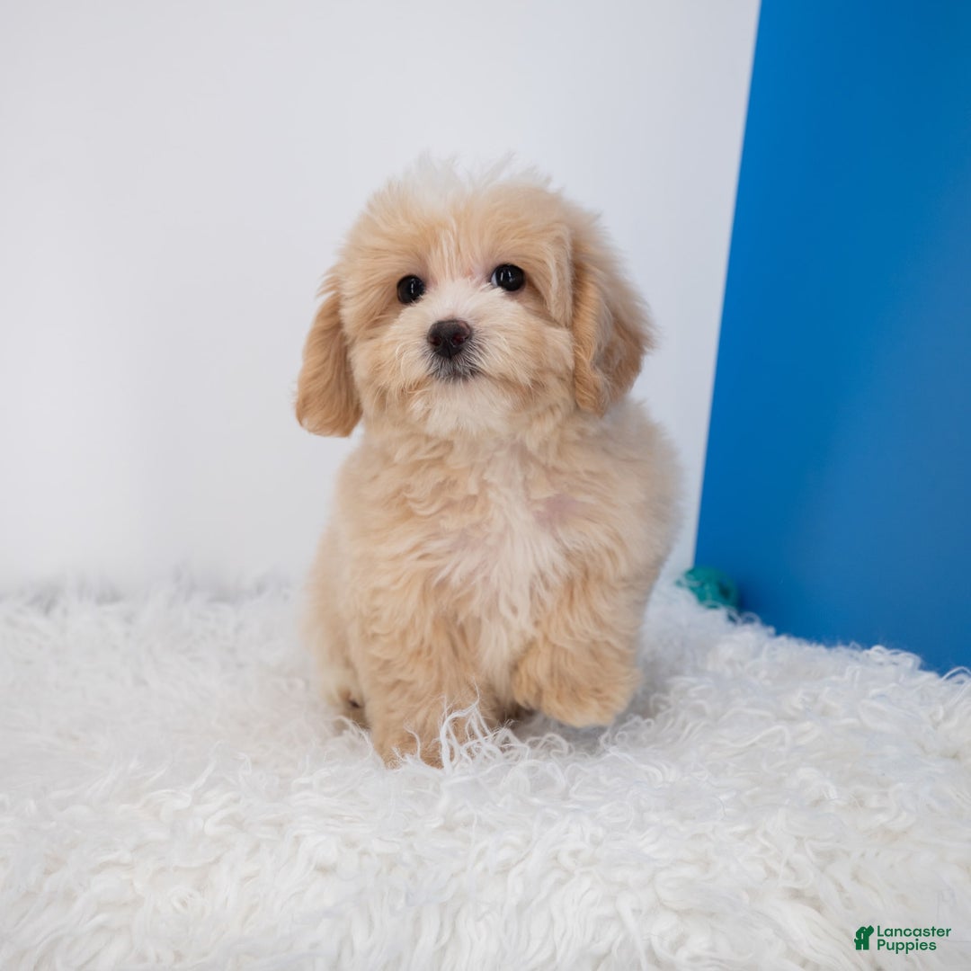 Maltipoo dogs for sale: Luciana - Image 4