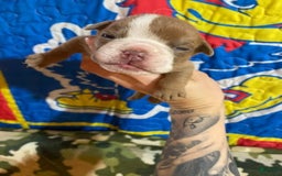 American Bulldog dogs for sale: Dozier - Image 5