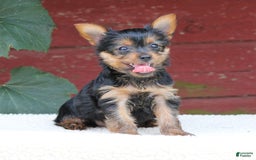 Yorkshire Terrier dogs for sale: Mia - Image 2
