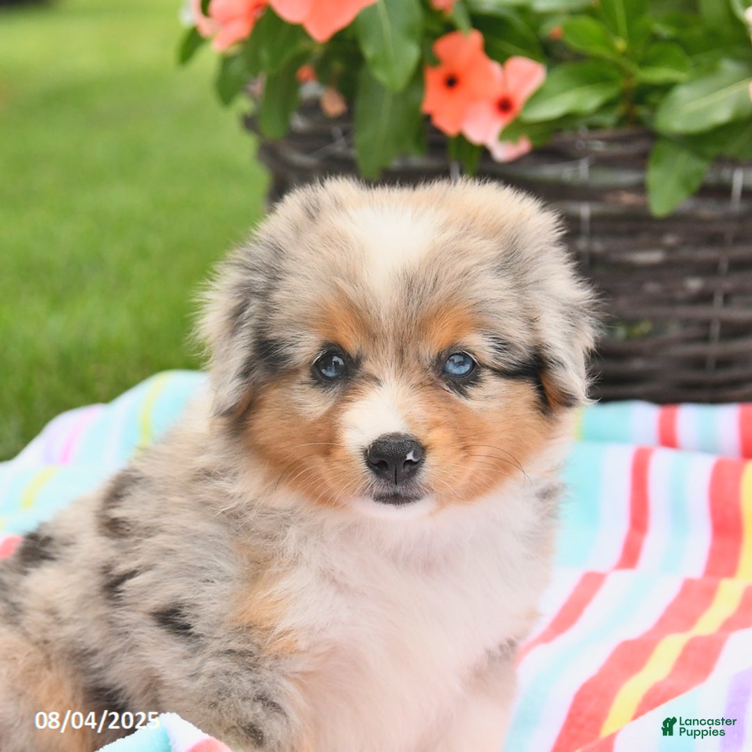 Welsh Corgi Pembroke dogs for sale: Twix - Image 2