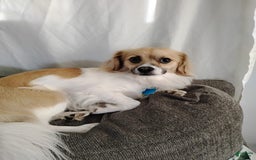 Papillon dogs for sale: Miguel - Image 4