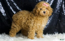 Toy Poodle dogs for sale: Joy - Image 1