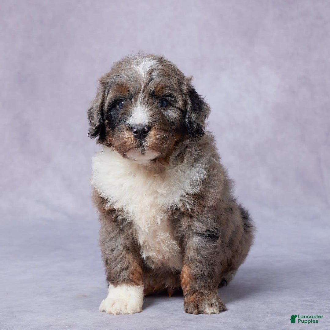 Mini Bernedoodle dogs for sale: Jace - Image 3
