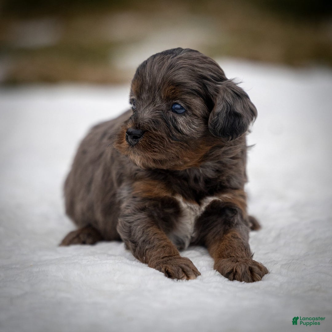 Cavapoo dogs for sale: Pumba - Image 5