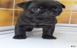 Pug dogs for sale: Runt - Champion Lines - Image 13