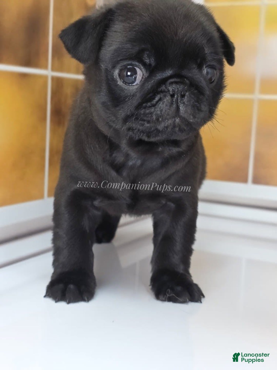 Pug dogs for sale: Runt - Champion Lines - Image 13