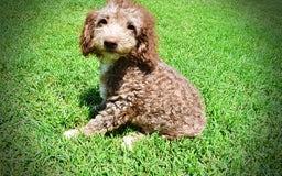 Havapoo dogs for sale: Toto - Image 7