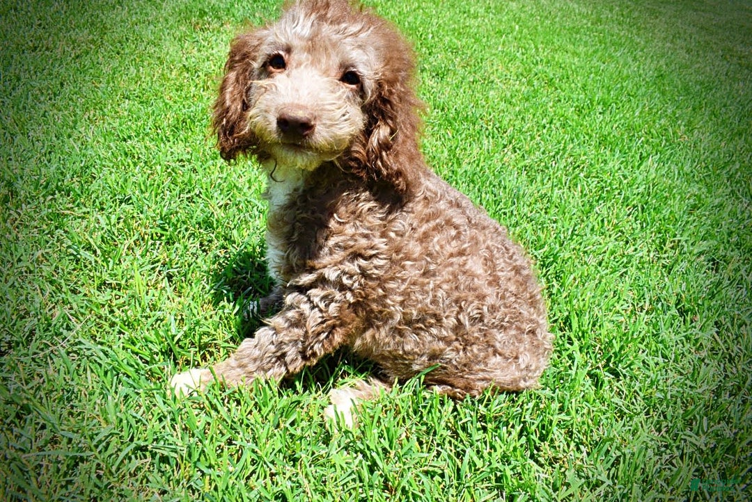 Havapoo dogs for sale: Toto - Image 7