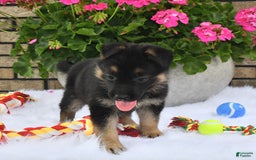 German Shepherd dogs for sale: Charity - Image 5