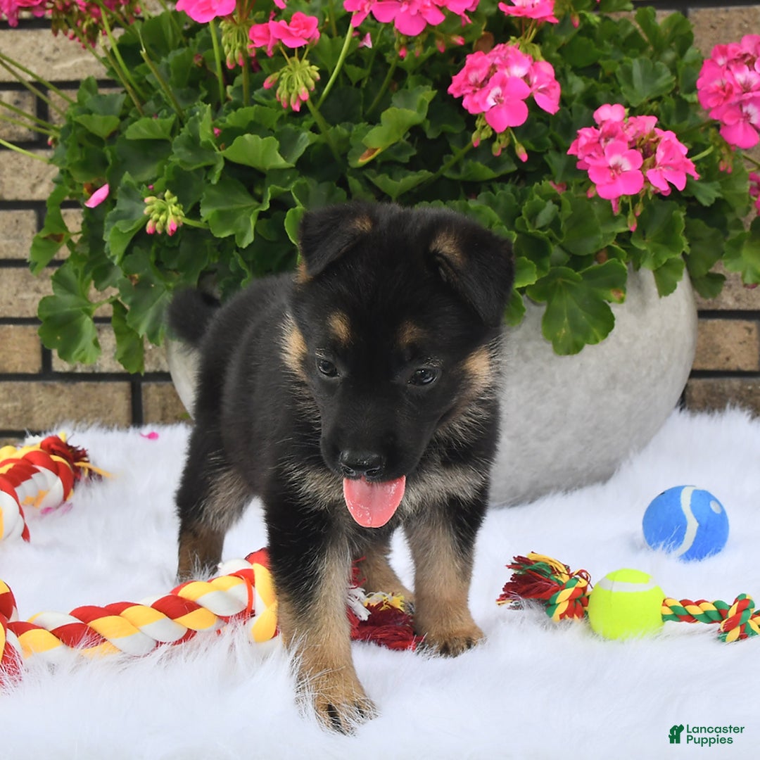 German Shepherd dogs for sale: Charity - Image 5