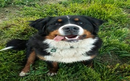 Bernese Mountain Dog dogs for sale: Roxy - Image 6