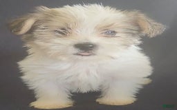 Cavalier King Charles Spaniel dogs for sale: Peanut - Image 9