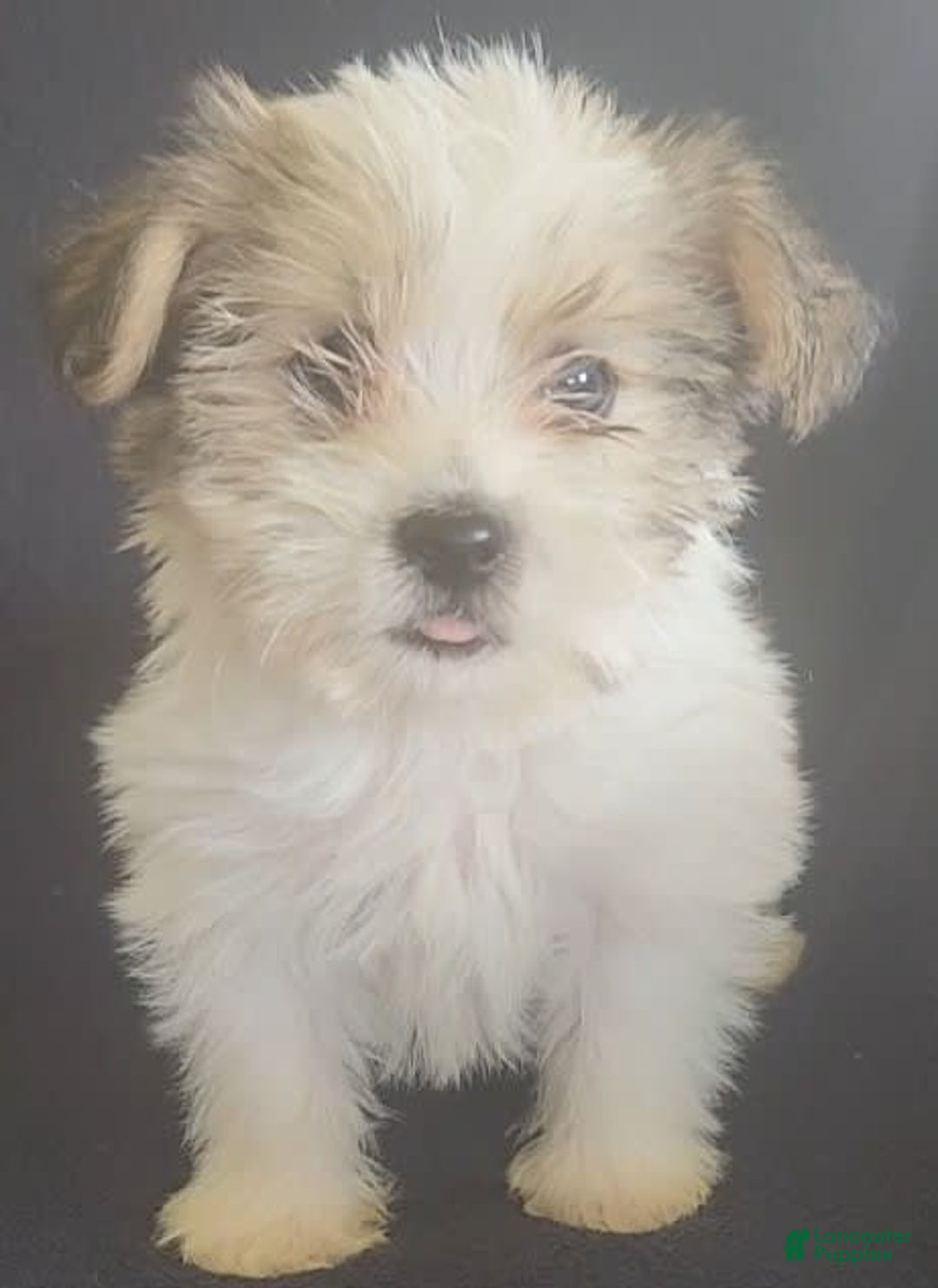 Cavalier King Charles Spaniel dogs for sale: Peanut - Image 9