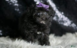 Maltipoo dogs for sale: Maltipoo 8 puppies - Image 4