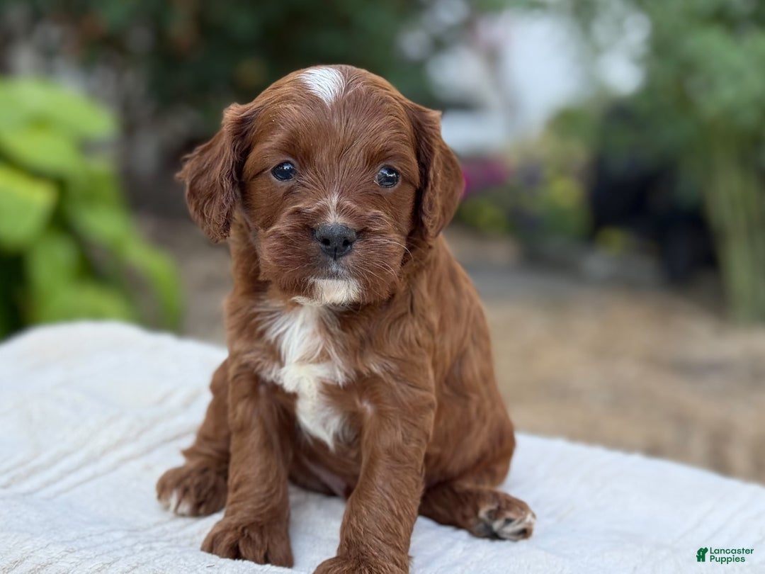 Cavapoo dogs for sale: Lincoln - Image 9