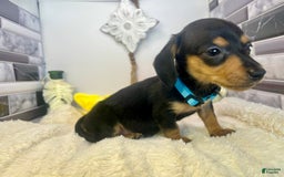 Miniature Dachshund dogs for sale: Jimmy - Image 11