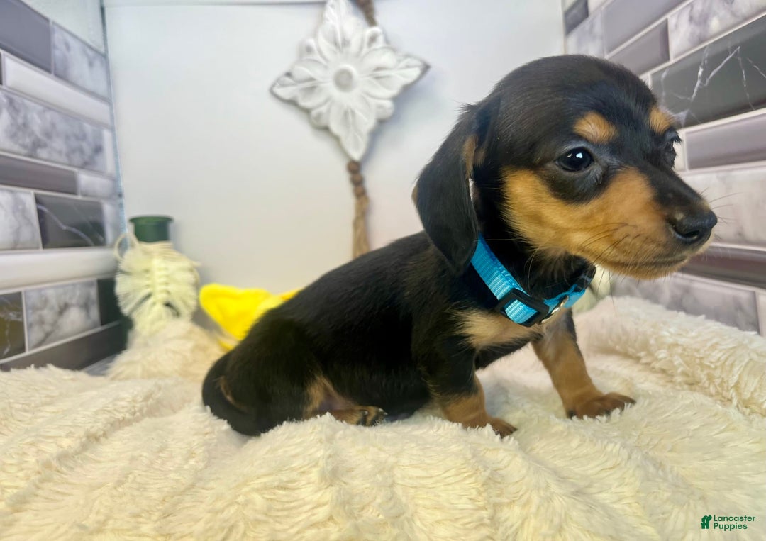 Miniature Dachshund dogs for sale: Jimmy - Image 11