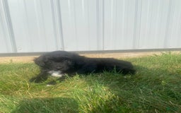 Mini Aussiedoodle dogs for sale: Honey - Image 6