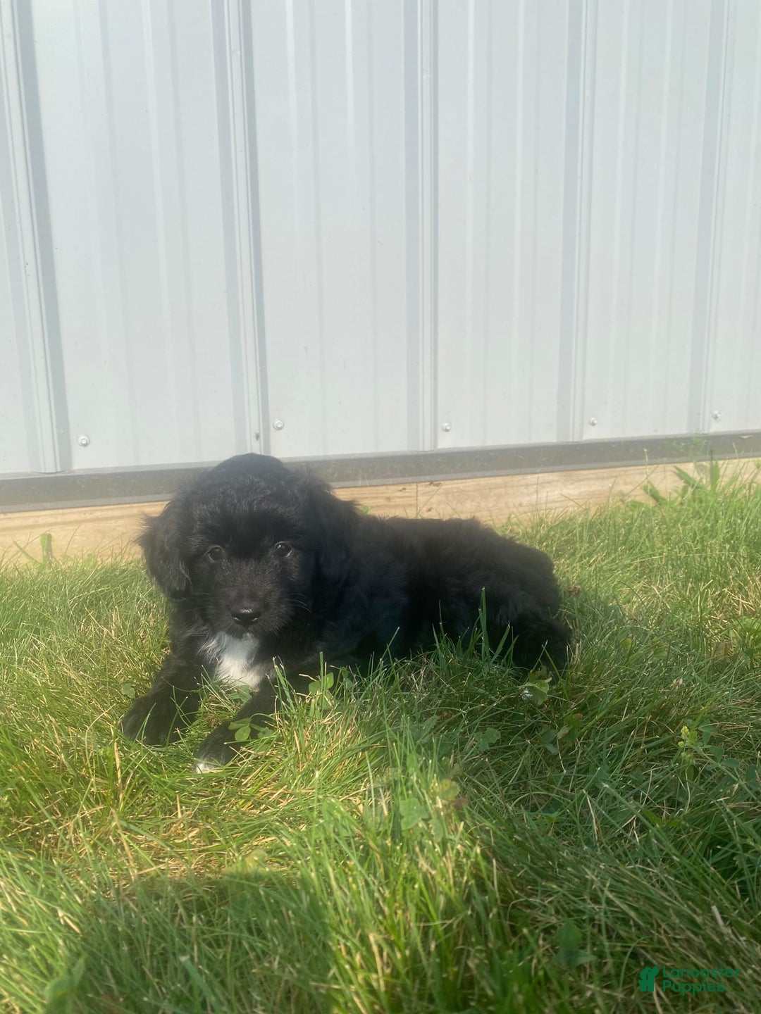 Mini Aussiedoodle dogs for sale: Honey - Image 6