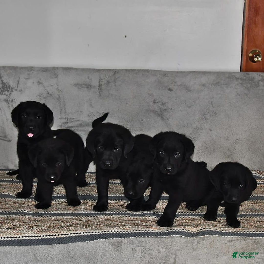Labrador Retriever dogs for sale: Jesse - Image 8