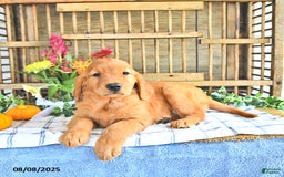 Golden Retriever dogs for sale: Golden Retriever 11 puppies - Image 14