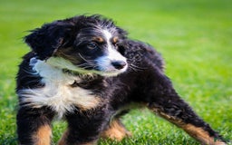 Mini Bernedoodle dogs for sale: Rue - Image 6