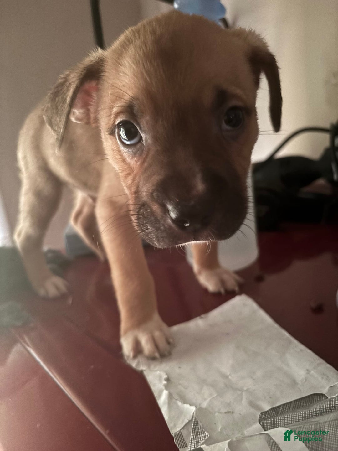 American Pit Bull Terrier dogs for sale: Jojo - Image 1