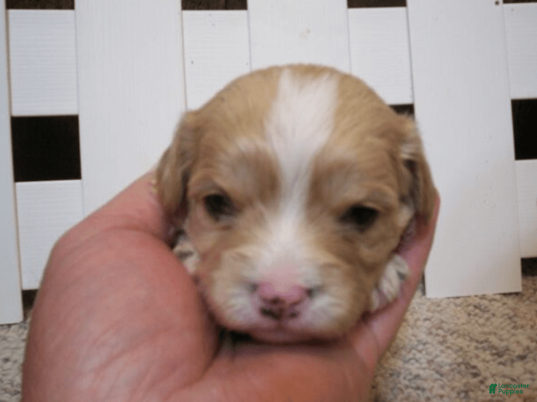 Cavachon dogs for sale: Piper - Image 5