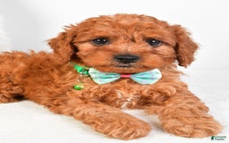 Cavapoo dogs for sale: Gabrielle - Image 6