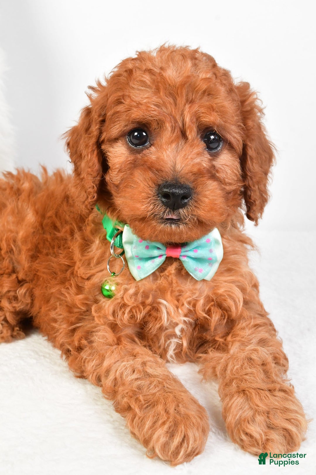 Cavapoo dogs for sale: Gabrielle - Image 6