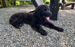Newfoundland dogs for sale: Annie - Image 1