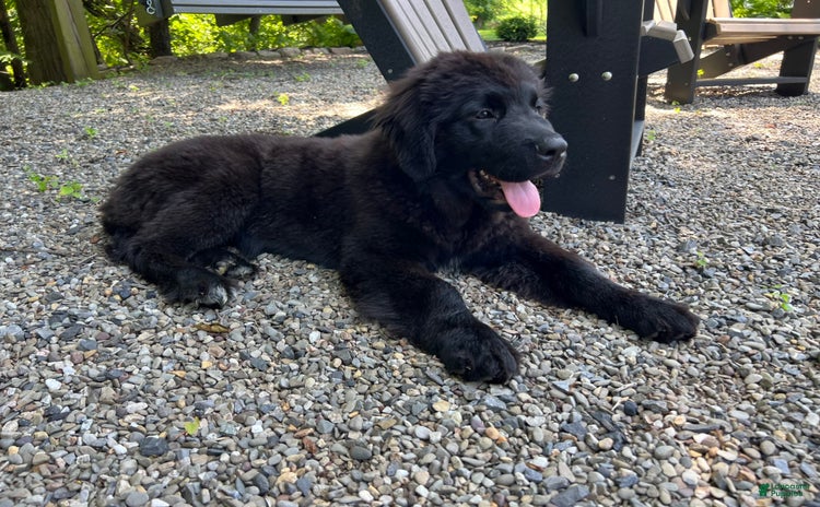 Newfoundland dogs for sale - Ad 2