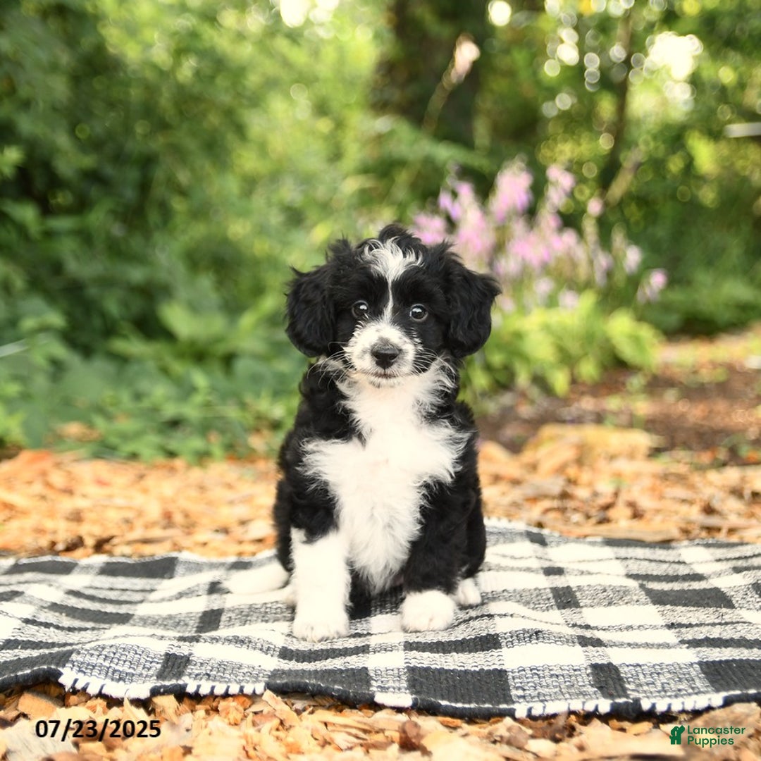 Mini Aussiedoodle dogs for sale: Haven - Image 4