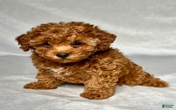 Miniature Poodle dogs for sale: Angel - Image 2