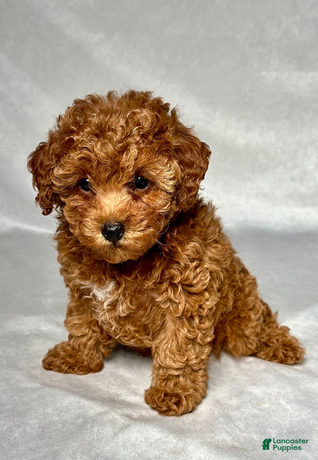 Miniature Poodle dogs for sale: Angel - Image 2