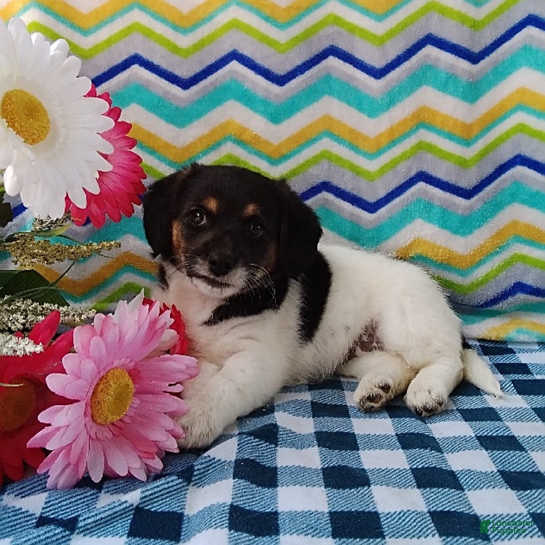 Beagle dogs for sale: Lacey - Image 1