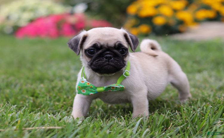 Pug dogs for sale - Ad 1