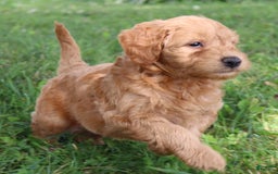 Mini Goldendoodle dogs for sale: Austin - Image 3