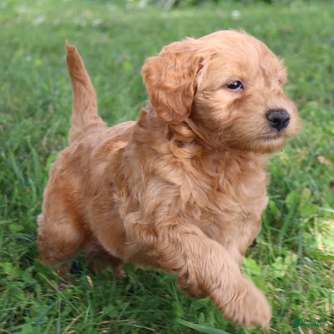Mini Goldendoodle dogs for sale: Austin - Image 3