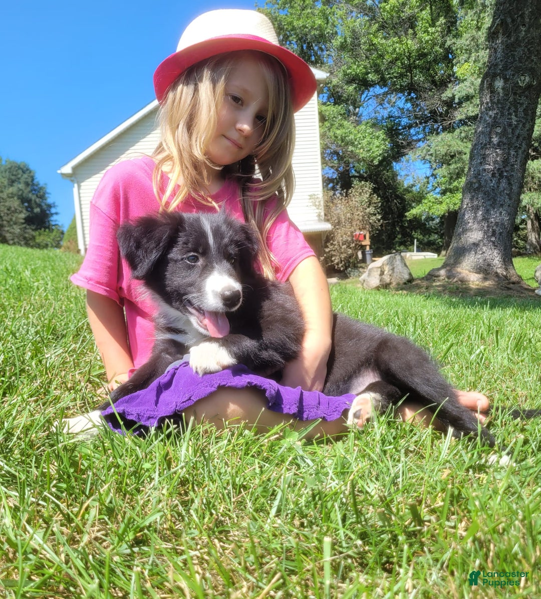 Border Collie dogs for sale: Bonnie - Image 3