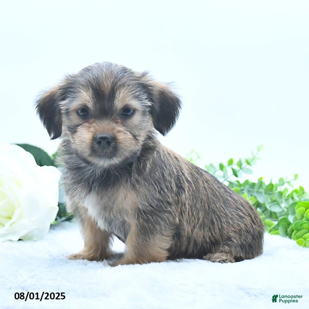 Shorkie dogs for sale: Lamar - Image 3
