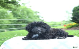 Toy Poodle dogs for sale: Kassia - Image 10