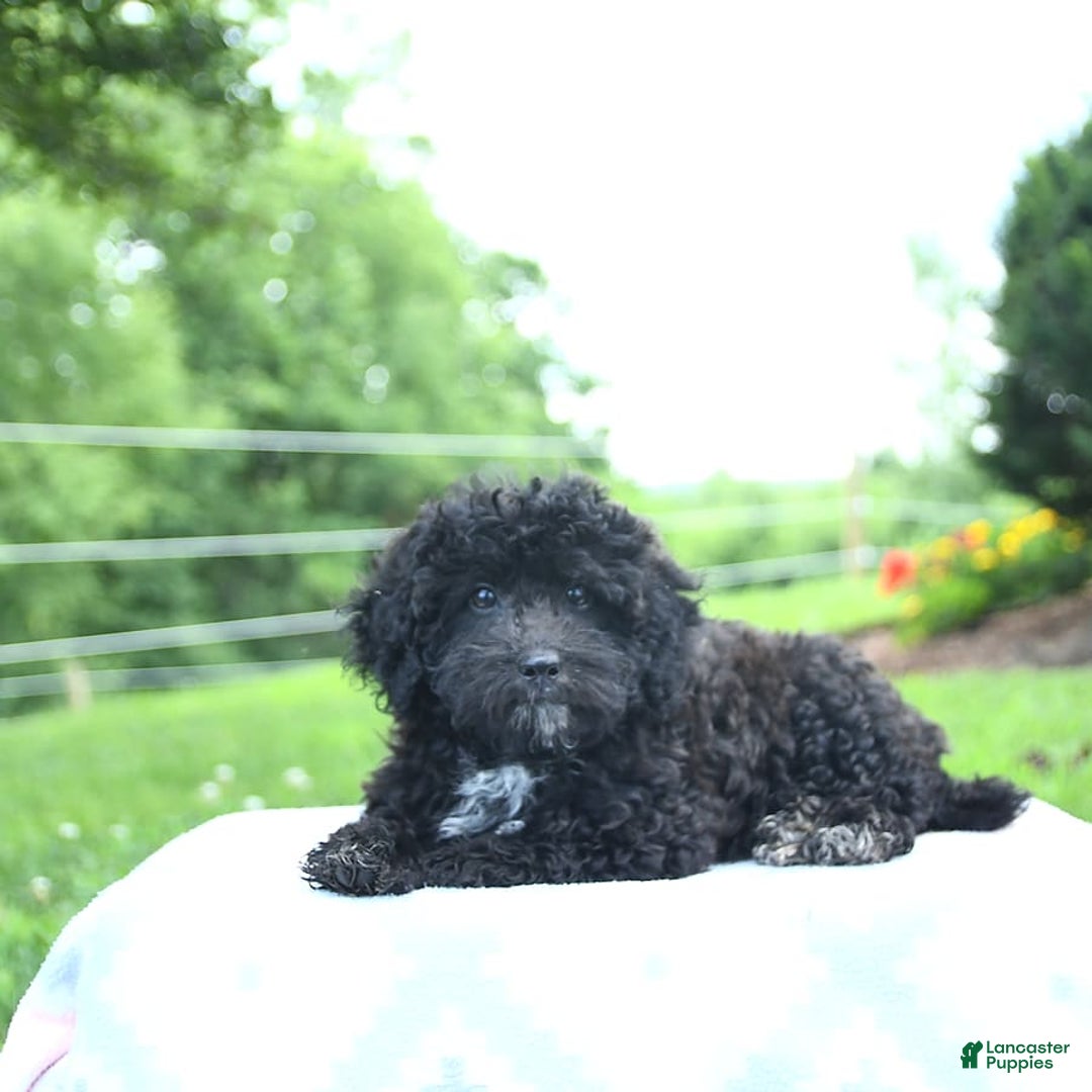 Toy Poodle dogs for sale: Kassia - Image 10
