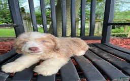 Mini Aussiedoodle dogs for sale: Sunny - Image 10